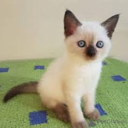 Gatinhos Siames