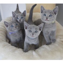 Gatinhos azuis russos