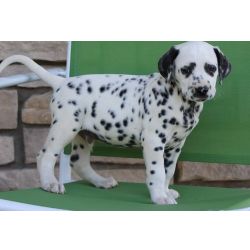 Cachorros D�lmata
