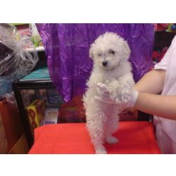 Bichon Frise com LOP