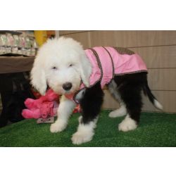 Excelente exemplar Bobtail