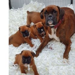 Cachorros Boxer