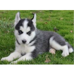 Cachorros Husky Siberiano