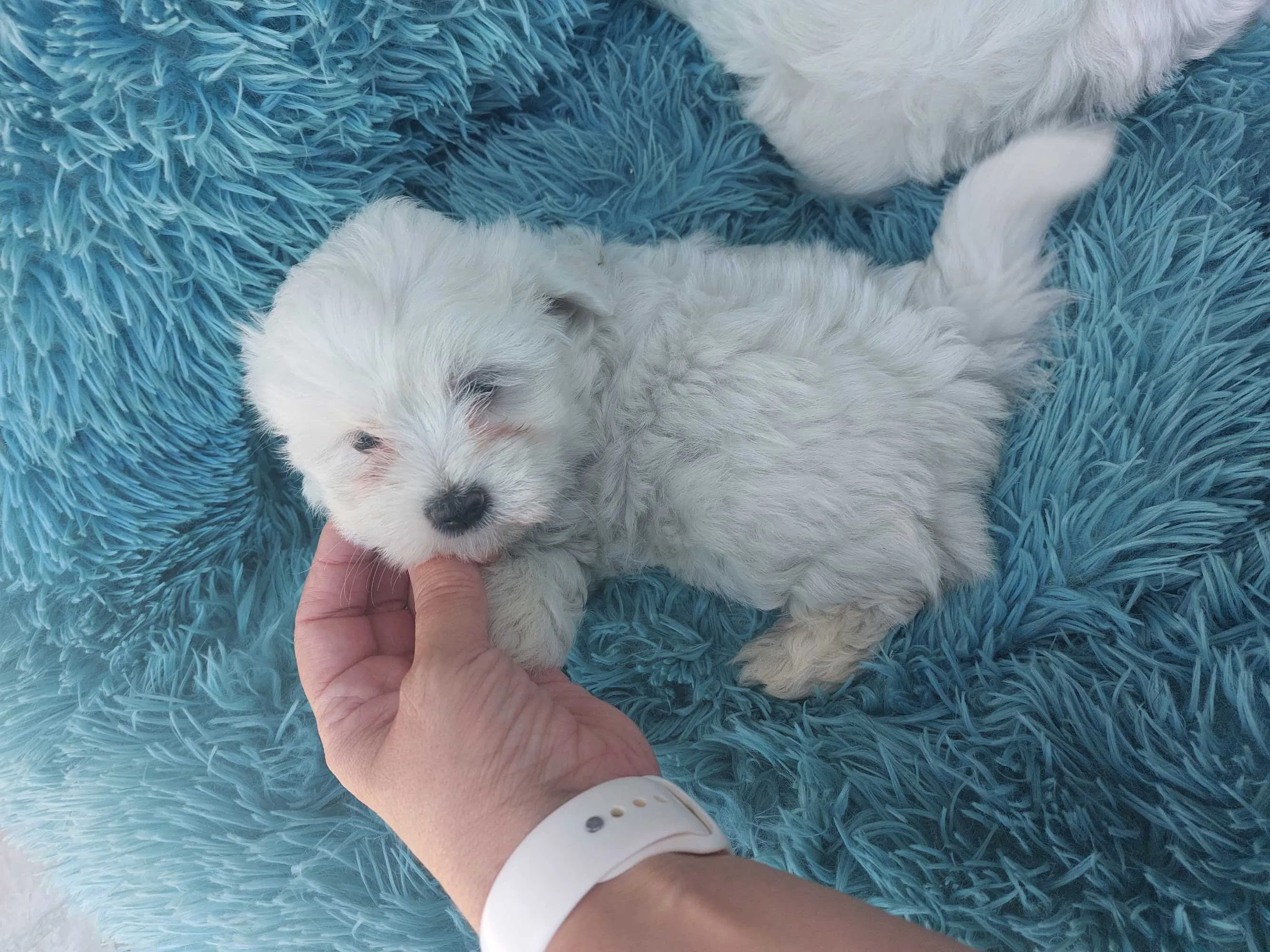 Bichon Malt�s dispon�vel
