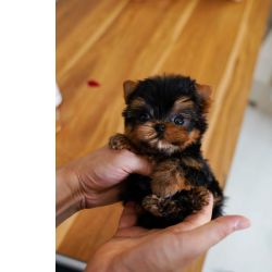 Yorkshire Terrier Super Miniatura