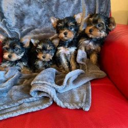 Cachorros Yorkshire Terrier