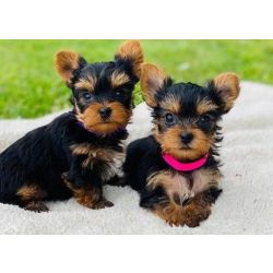 Cachorros Yorkshire Terrier