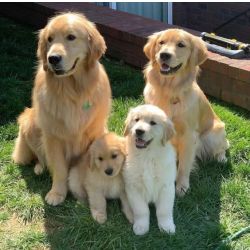 Cachorros Golden Retriever