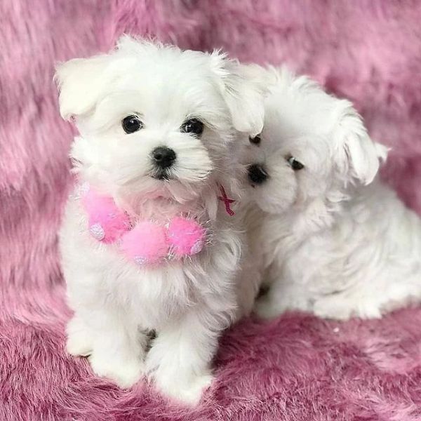 Cachorros Bichon Malt�s