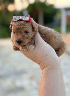 Poodle Mini Toy / Vendas /