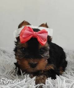 Yorkshire Terrier Micro