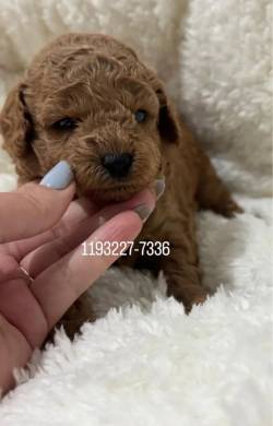 Poodle Toy Red Machos ********