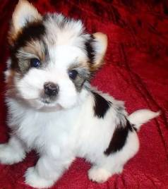 Filhotes De Biewer York. Terrier - Companheiros Fofos E Inteligentes