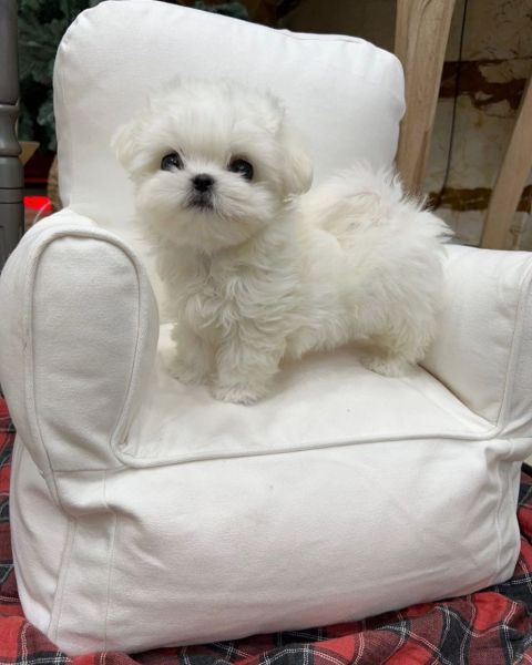 Bichon maltes excelente menino