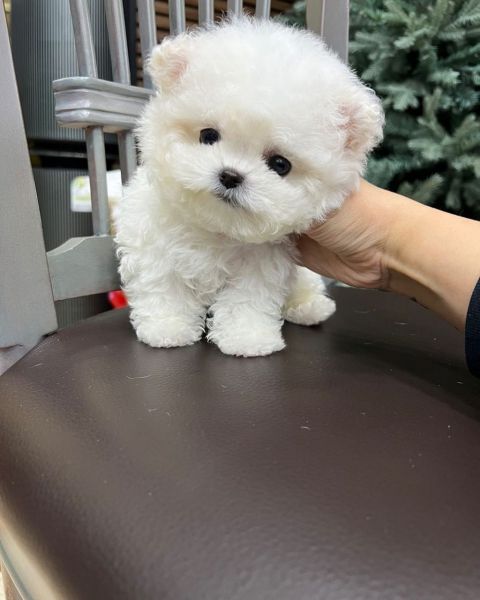 Bichon maltes excelente menino