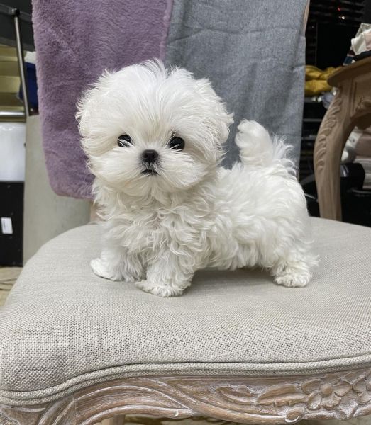 Bichon maltes excelente menino