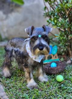 Schnauzer Miniatura   Canil Ale�s New World
