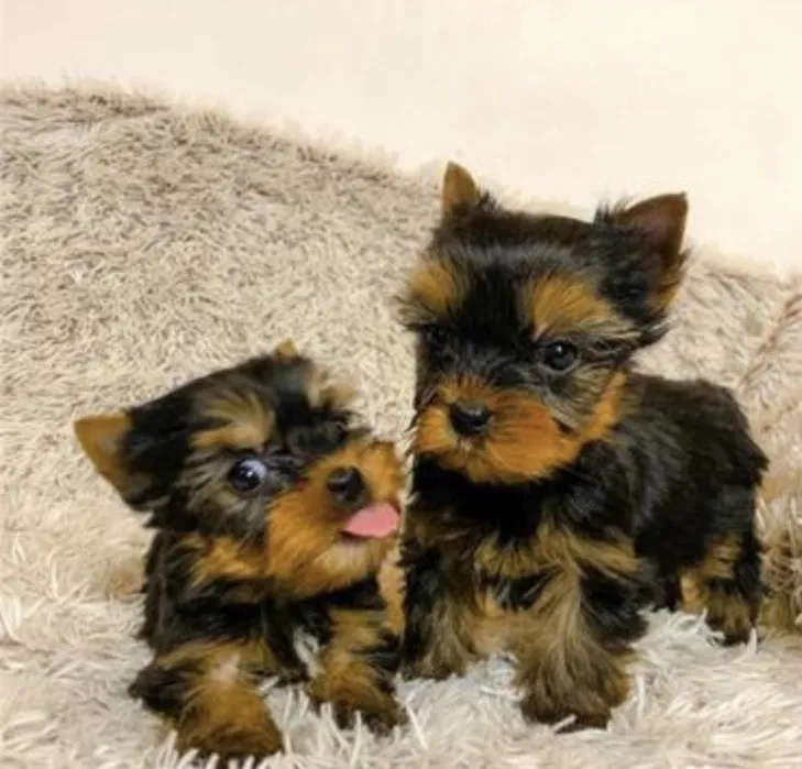 Yorkshire Terrier Super Miniatura