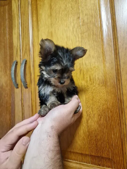Yorkshire Terrier Super Miniatura