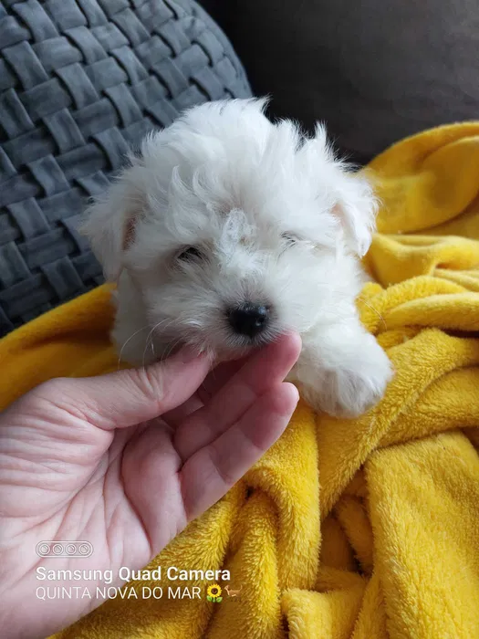 Bichon Malt�s Mini Perfei��o Pronto para entrega