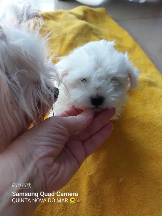 Bichon Malt�s Mini Perfei��o Pronto para entrega