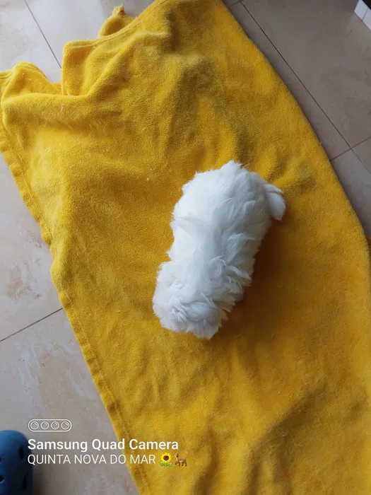 Bichon Malt�s Mini Perfei��o Pronto para entrega