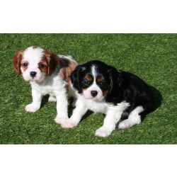 Cachorros  Fant�stico Cavalier King Charle Macho