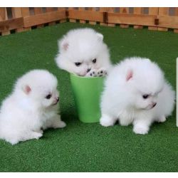 Lulu da Pomer�nia Mini