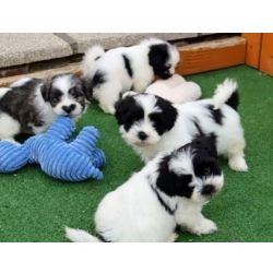 Cachorros Shih Tzu F�mea