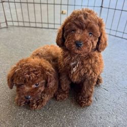 Cachorros Toy Poodle Miniatura