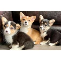 Cachorros Welsh Corgi Pembroke Macho