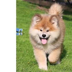 Cachorros  Akita Inu Macho