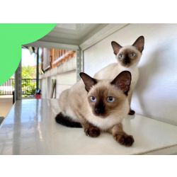 Gatinha siames f�mea