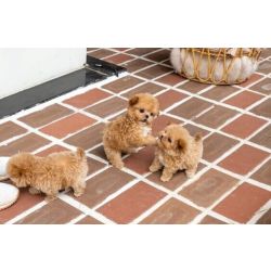 Cachorros Maltipoo Miniatura