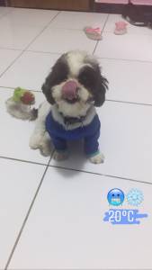 Procuro uma cadela peferncia shih tzu