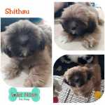 Shithzu Caramelo Macho Com 3 Doses De Vacina So 550.00