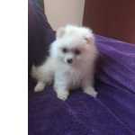 Spitz
