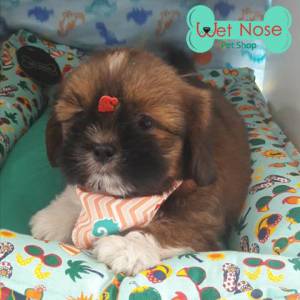 Shih Tzu !! Macho Lindos Filhotes Na Wet Nose