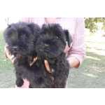 Schnauzer Ano Disponiveis da cor preto slido RJ