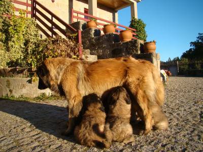 Cachorros Serra da Estrela