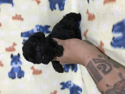 Poodle toy preto lindos filhotes disponíveis