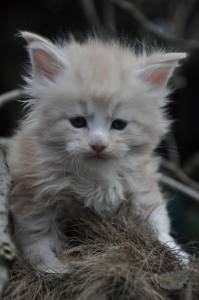 Maine Coon Kittens Venda Kity