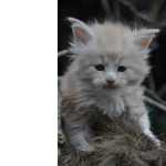 Maine Coon Kittens Venda Kity