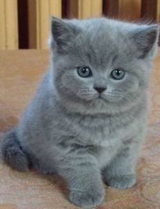 British short hair