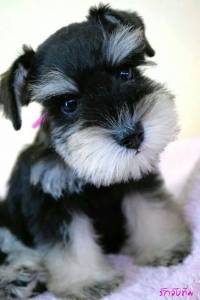 Schnauzer Preto e Prata
