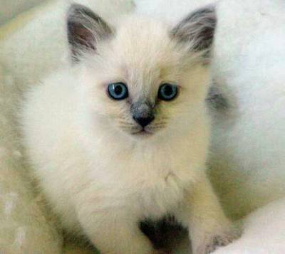 Ragdoll- gatinhos meigos