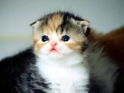 Scottish fold orelinhas dobradas ou strigth orelhas em p