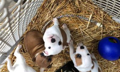 Filhotes de Cangiodas Staffordshire Bull Terrier à venda