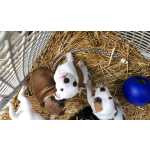 Filhotes de Cangiodas Staffordshire Bull Terrier � venda