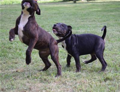 Filhotes de Cangiodas Staffordshire Bull Terrier à venda